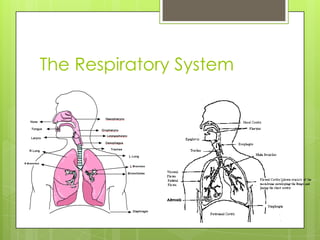 The Respiratory System

 