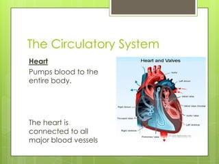 The Circulatory System
Heart
Pumps blood to the
entire body.

The heart is
connected to all
major blood vessels

 