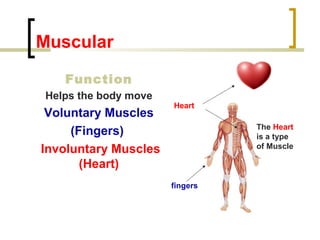 Muscular 
Function 
Helps the body move 
Voluntary Muscles 
(Fingers) 
Involuntary Muscles 
(Heart) 
Heart 
The Heart 
is a type 
of Muscle 
fingers 
 