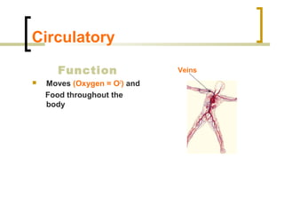 Circulatory 
Function 
 Moves (Oxygen = O2) and 
Food throughout the 
body 
Veins 
 