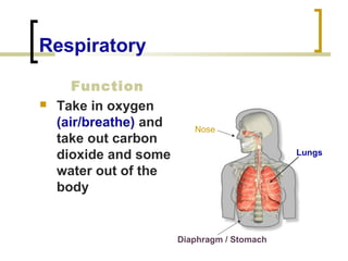 Respiratory 
Function 
 Take in oxygen 
(air/breathe) and 
take out carbon 
dioxide and some 
water out of the 
body 
Nose 
Lungs 
Diaphragm / Stomach 
 