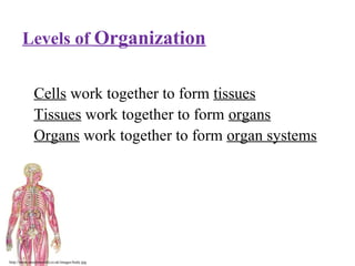 http://www.muslimworld.co.uk/images/body.jpg
Cells work together to form tissues
Tissues work together to form organs
Organs work together to form organ systems
Levels of Organization
 