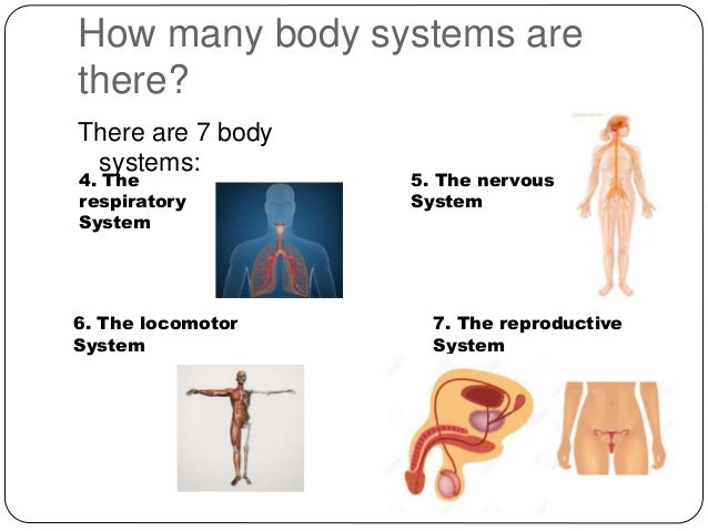 how many organ systems are there in the human body?