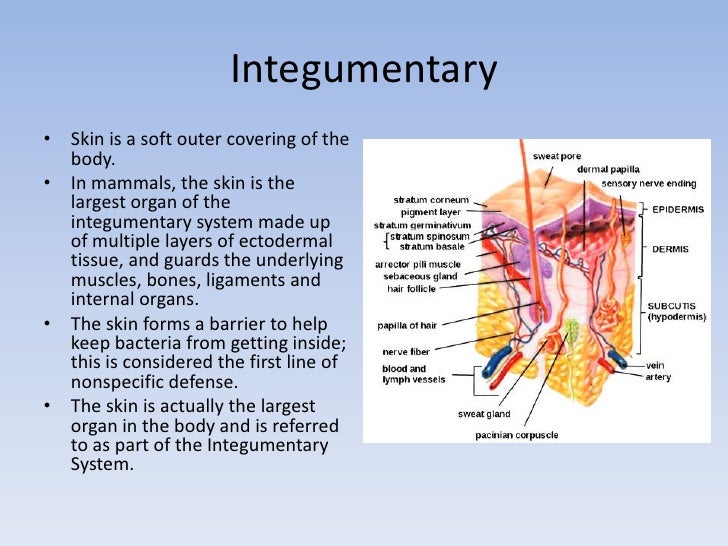 Body Systems Overview