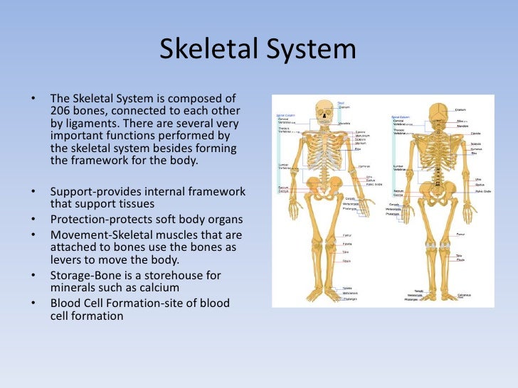 Body Systems Overview
