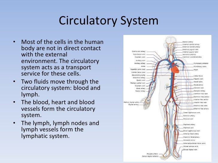 Body Systems Overview