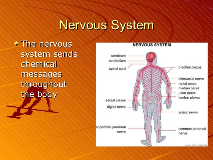 Body systems and homeostasis
