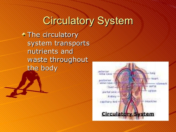 Body systems and homeostasis