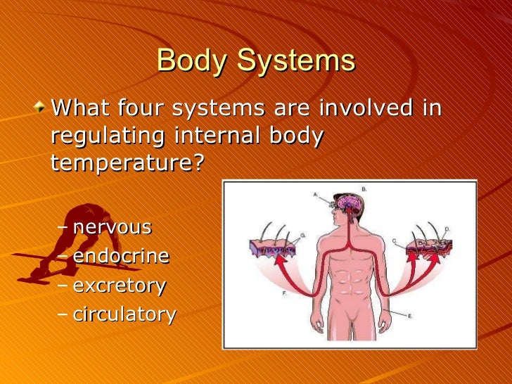 Body systems and homeostasis