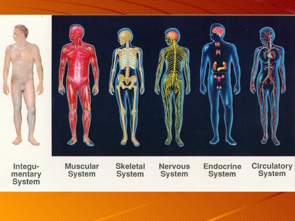 Body systems and homeostasis