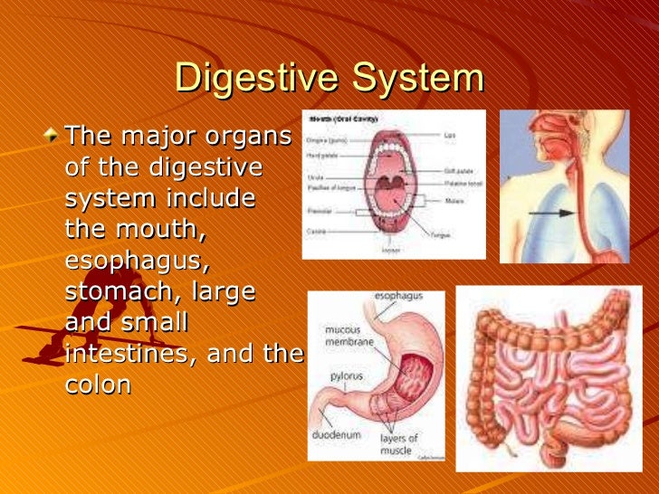 Body systems and homeostasis