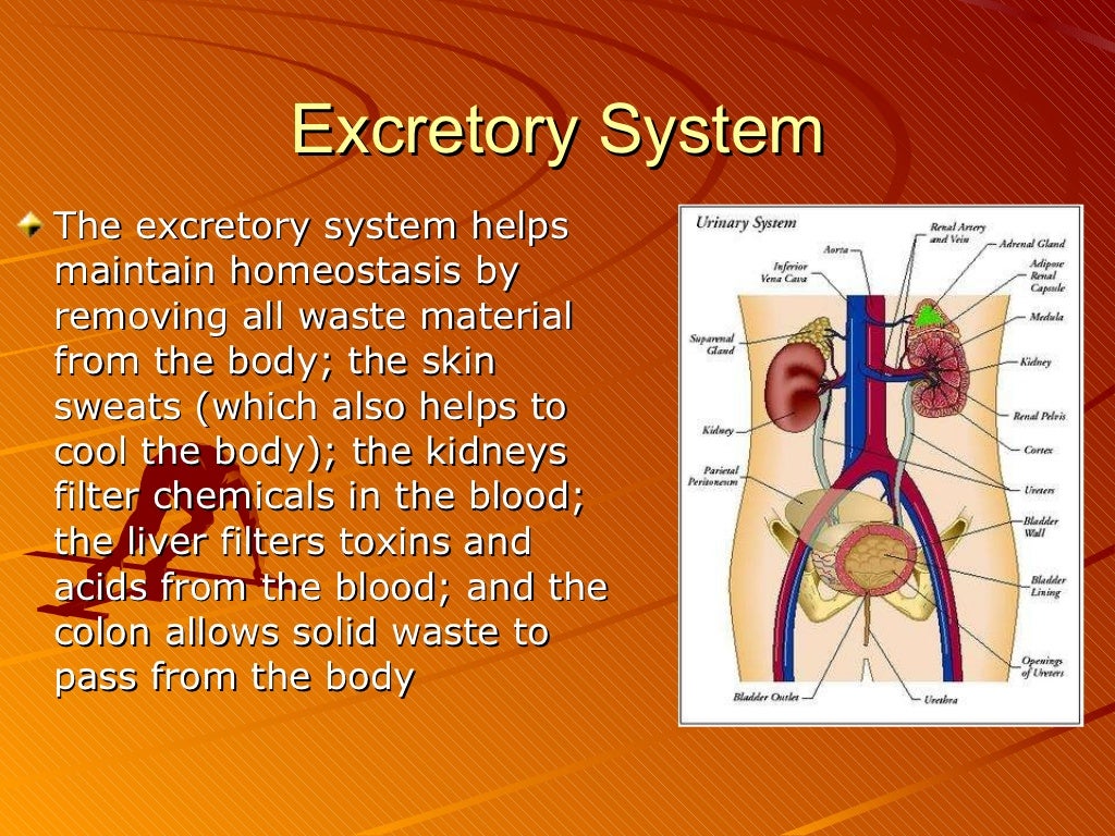 Body systems and homeostasis