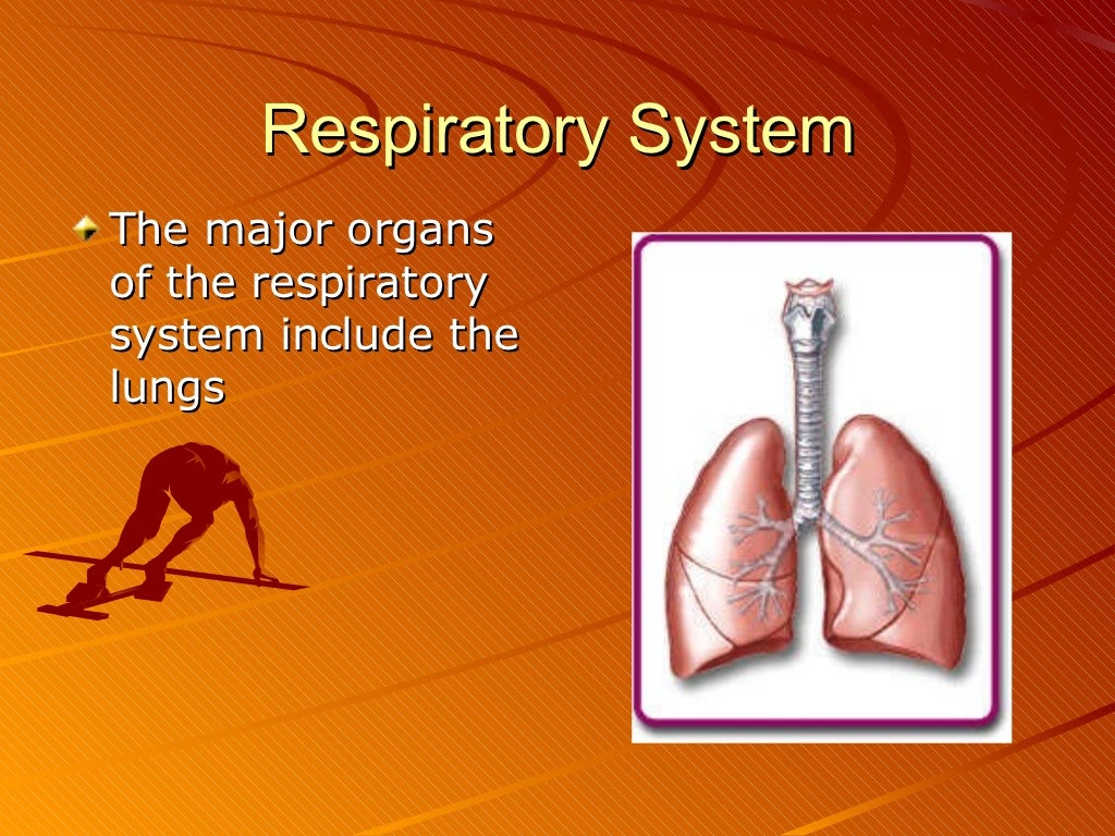 Body systems and homeostasis