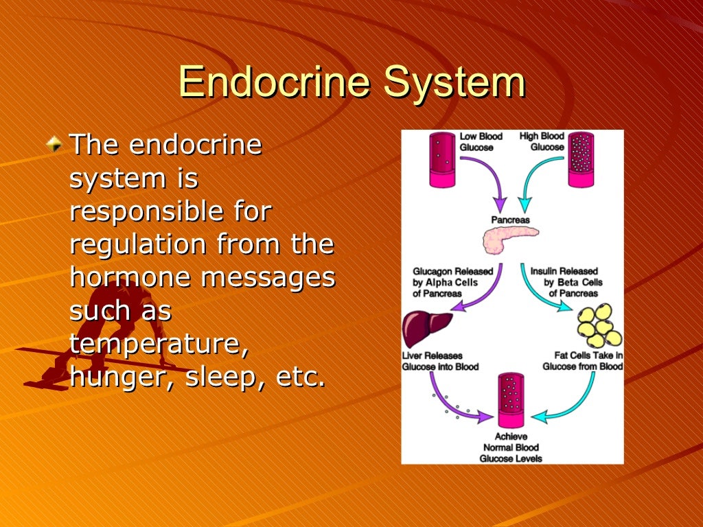 Body systems and homeostasis