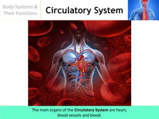 Circulatory System
Body Systems &
Their Functions
The main organs of the Circulatory System are heart,
blood vessels and blood.
 