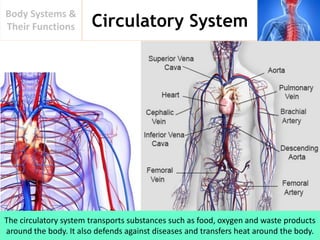Circulatory System
Body Systems &
Their Functions
The circulatory system transports substances such as food, oxygen and waste products
around the body. It also defends against diseases and transfers heat around the body.
 