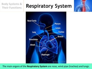 Respiratory System
Body Systems &
Their Functions
The main organs of the Respiratory System are nose, wind pipe (trachea) and lungs.
 