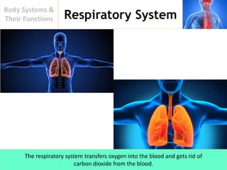 Respiratory System
Body Systems &
Their Functions
The respiratory system transfers oxygen into the blood and gets rid of
carbon dioxide from the blood.
 