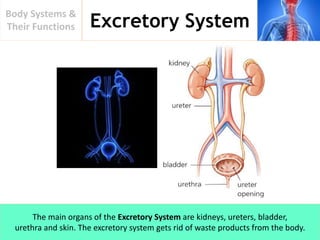 Excretory System
Body Systems &
Their Functions
The main organs of the Excretory System are kidneys, ureters, bladder,
urethra and skin. The excretory system gets rid of waste products from the body.
 