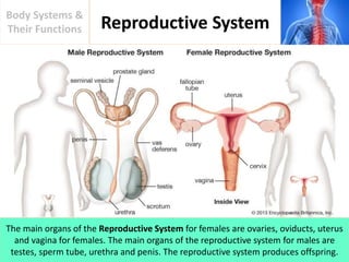 Reproductive System
Body Systems &
Their Functions
The main organs of the Reproductive System for females are ovaries, oviducts, uterus
and vagina for females. The main organs of the reproductive system for males are
testes, sperm tube, urethra and penis. The reproductive system produces offspring.
 