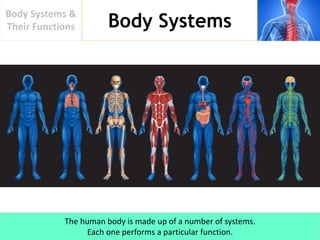 Body Systems
Body Systems &
Their Functions
The human body is made up of a number of systems.
Each one performs a particular function.
 