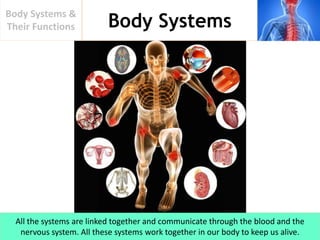 Body Systems
Body Systems &
Their Functions
All the systems are linked together and communicate through the blood and the
nervous system. All these systems work together in our body to keep us alive.
 