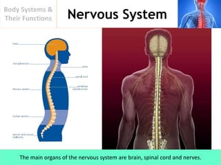 Nervous System
Body Systems &
Their Functions
The main organs of the nervous system are brain, spinal cord and nerves.
 