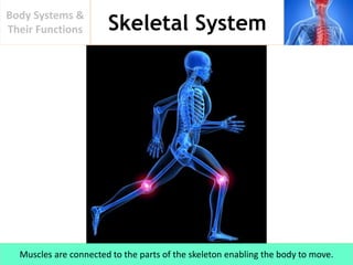 Skeletal System
Body Systems &
Their Functions
Muscles are connected to the parts of the skeleton enabling the body to move.
 