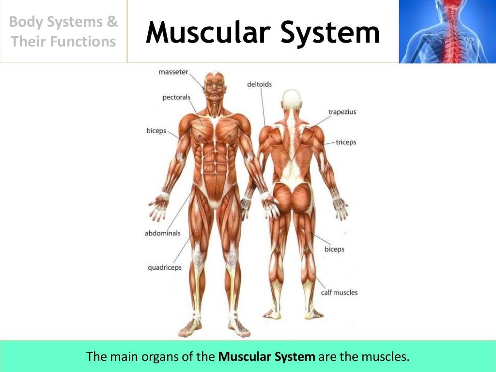 Body Systems And Their Functions