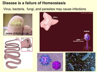 Disease is a failure of Homeostasis Virus, bacteria,  fungi, and parasites may cause infections 