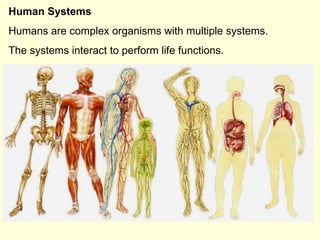 Multi System Organs Body Systems & Immunity | PPT