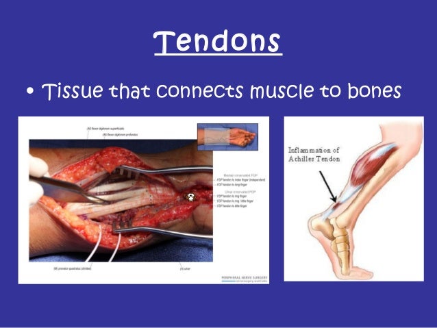 Body systems powerpoint