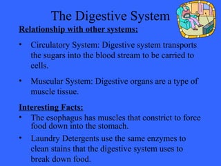 The Digestive System
Relationship with other systems:
• Circulatory System: Digestive system transports
the sugars into the blood stream to be carried to
cells.
• Muscular System: Digestive organs are a type of
muscle tissue.
Interesting Facts:
• The esophagus has muscles that constrict to force
food down into the stomach.
• Laundry Detergents use the same enzymes to
clean stains that the digestive system uses to
break down food.
 