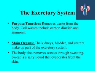The Excretory System
• Purpose/Function: Removes waste from the
body. Cell wastes include carbon dioxide and
ammonia.
• Main Organs: The kidneys, bladder, and urethra
make up part of the excretory system.
• The body also removes wastes through sweating.
Sweat is a salty liquid that evaporates from the
skin.
 