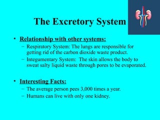 The Excretory System
• Relationship with other systems:
– Respiratory System: The lungs are responsible for
getting rid of the carbon dioxide waste product.
– Integumentary System: The skin allows the body to
sweat salty liquid waste through pores to be evaporated.
• Interesting Facts:
– The average person pees 3,000 times a year.
– Humans can live with only one kidney.
 