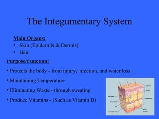 The Integumentary System
Main Organs:
• Skin (Epidermis & Dermis)
• Hair
Purpose/Function:
• Protects the body - from injury, infection, and water loss
• Maintaining Temperature
• Eliminating Waste - through sweating
• Produce Vitamins - (Such as Vitamin D)
 