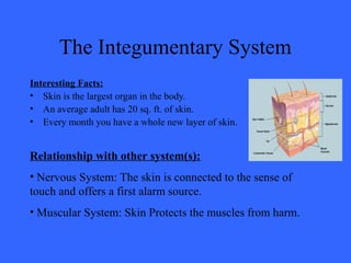 The Integumentary System
Interesting Facts:
• Skin is the largest organ in the body.
• An average adult has 20 sq. ft. of skin.
• Every month you have a whole new layer of skin.
Relationship with other system(s):
• Nervous System: The skin is connected to the sense of
touch and offers a first alarm source.
• Muscular System: Skin Protects the muscles from harm.
 
