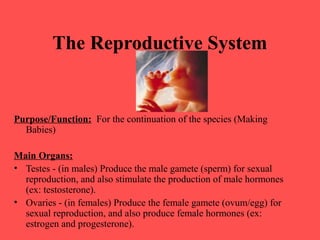 The Reproductive System
Purpose/Function: For the continuation of the species (Making
Babies)
Main Organs:
• Testes - (in males) Produce the male gamete (sperm) for sexual
reproduction, and also stimulate the production of male hormones
(ex: testosterone).
• Ovaries - (in females) Produce the female gamete (ovum/egg) for
sexual reproduction, and also produce female hormones (ex:
estrogen and progesterone).
 