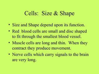 Cells: Size & Shape
• Size and Shape depend upon its function.
• Red blood cells are small and disc shaped
to fit through the smallest blood vessel.
• Muscle cells are long and thin. When they
contract they produce movement.
• Nerve cells which carry signals to the brain
are very long.
 