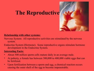 The Reproductive System
Relationship with other systems:
Nervous System: All reproductive activities are stimulated by the nervous
system.
Endocrine System (Hormone). Some reproductive organs stimulate hormone
development in the Endocrine System.
Interesting Facts:
• About 500 million sperm cells mature daily in an average male.
• At puberty, a female has between 300,000 to 400,000 viable eggs that can
be fertilized.
• Upon fertilization between a sperm and egg, a chemical reaction occurs
causing the outer shell of the egg to become impenetrable.
 
