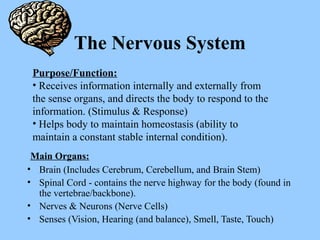The Nervous System
Main Organs:
• Brain (Includes Cerebrum, Cerebellum, and Brain Stem)
• Spinal Cord - contains the nerve highway for the body (found in
the vertebrae/backbone).
• Nerves & Neurons (Nerve Cells)
• Senses (Vision, Hearing (and balance), Smell, Taste, Touch)
Purpose/Function:
• Receives information internally and externally from
the sense organs, and directs the body to respond to the
information. (Stimulus & Response)
• Helps body to maintain homeostasis (ability to
maintain a constant stable internal condition).
 