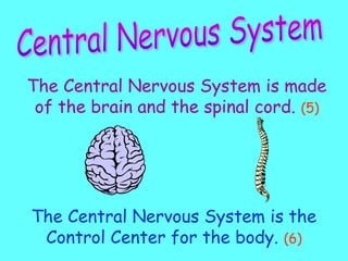 The Central Nervous System is made
of the brain and the spinal cord. (5)
The Central Nervous System is the
Control Center for the body. (6)
 