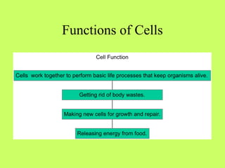 Functions of Cells
 