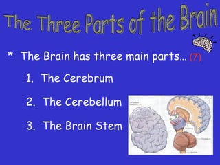 * The Brain has three main parts… (7)
1. The Cerebrum
2. The Cerebellum
3. The Brain Stem
 