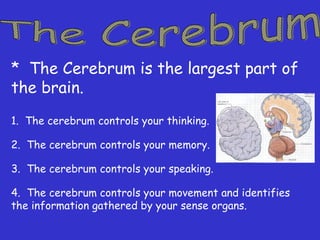 * The Cerebrum is the largest part of
the brain.
1. The cerebrum controls your thinking.
2. The cerebrum controls your memory.
3. The cerebrum controls your speaking.
4. The cerebrum controls your movement and identifies
the information gathered by your sense organs.
 
