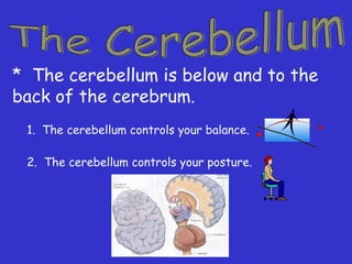 * The cerebellum is below and to the
back of the cerebrum.
1. The cerebellum controls your balance.
2. The cerebellum controls your posture.
 