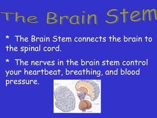 * The Brain Stem connects the brain to
the spinal cord.
* The nerves in the brain stem control
your heartbeat, breathing, and blood
pressure.
 