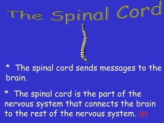 * The spinal cord sends messages to the
brain.
* The spinal cord is the part of the
nervous system that connects the brain
to the rest of the nervous system. (8)
 