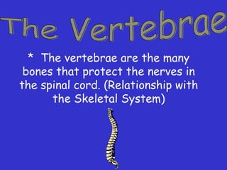 * The vertebrae are the many
bones that protect the nerves in
the spinal cord. (Relationship with
the Skeletal System)
 