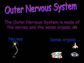The Outer Nervous System is made of
the nerves and the sense organs. (9)
Nerves Sense organs
 